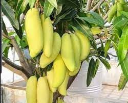 Banana Mango Fruit Plant Manufacturer & Supplier in India